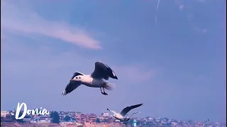 Relaxingmusic Seabirdssound استمتع بصوت طيور البحر الرائعة صوت طيور البحر استرخاء ريلاكس 