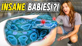 Mystery Gene Produced INSANE Looking Snakes!!!
