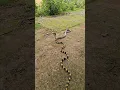 Download Lagu cobra \u0026 krait snake love in the jungle #youtubeshorts