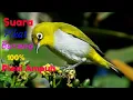 Download Lagu Suara pikat Mp3 burung pleci dijamin 100% Ampuh..