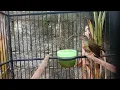 Download Lagu Tembakan rapat pijantung pisang BORNEI