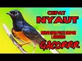 Download Lagu CEPAT NYAUT✅ pancingan murai batu AMPUH langsung jadikan murai batu GACOR