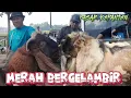 Download Lagu MERAH BERGELAMBIR‼️PASAR KEPANJEN MALANG HARI INI