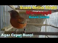 Download Lagu Pancingan ampuh kenari Betina Over Birahi Minta kawin, Kenari Jantan Auto bunyi Denger Suara Ini.