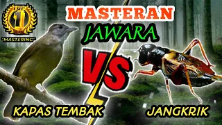 Download KAPAS TEMBAK VS JANGKRIK MP3