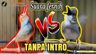 Download Tanpa Intro Masteran Prenjak Vs Ciblek Gacor dor Brem Rapat Tanpa Jeda MP3