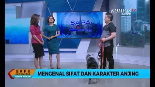 Download Sapa Indonesia : Mengenal Sifat dan Karakter Anjing (2) MP3