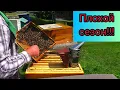 Download Lagu Пчеловодство под вопросом?! Плохой сезон а будет ли лучше другой? Пасека и пчёлы.