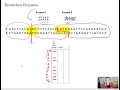 Cutting DNA with Restriction Enzymes
