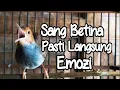 Lagu burung prenjak kepala merah jantan memanggil betina