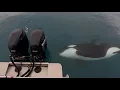 KILLER WHALE Close-Up Encounter Kilcher Family Adventure