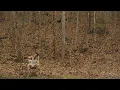 Niko Moon - COUNTRY SONG (Official Audio)