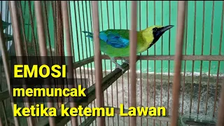 cucak ranting yang membuat emosi burung lain memuncak