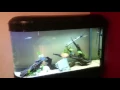 APS All Pond Solutions 374l bullet aquarium Boyu ZDT 1256 review