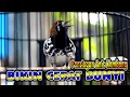 Download Lagu MEMBUAT BUNYI ANIS KEMBANG YANG DIAM, PANCINGAN ANIS KEMBANG BIAR BUNYI