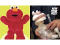 Tickle-me-oh-no It s Elmo without his skin New York Post