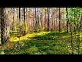 Download Lagu 🐦🌿🌞 Vreedzame ochtendvogels zingen – Natuurgeluiden voor ontspanning