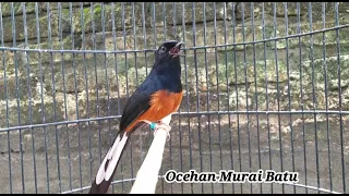 pancingan murai batu stres u0026 macet gak pakek lama langsung bunyi kembali dengar suara murai ini