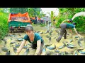 Download Lagu Harvesting 1000+ Big Catfish In Mud Pond, Use 3-Wheeled Truck To Transport Many Big Fish Go To Sell