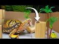Top 5 BEST BOX TURTLE Foods You Can Buy