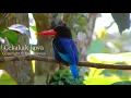 Lagu Burung Cekakak Jawa (Halcyon cyanoventris) Javan kingfisher