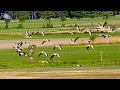 Download Lagu 🇧🇪 THAILEX EUR Exploring Fauna \u0026 Flora in Our Kempen Backyard