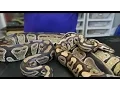 Olympus Reptiles Episode Fire Ball Python