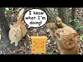 Lagu Cinnabon takes a shortcut!