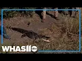 Alligators find new home in Fort Worth Texas