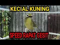 Download Lagu Pleci Dakun Lombok Gacor | Kecial Kuning