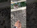 Download Lagu He Had A Surprise Gift For This Monkey! 😮