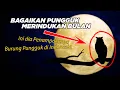 Download Lagu BAGAIKAN PUNGGUK MERINDUKAN BULAN - INI PENAMPAKAN ASLI BURUNG PUNGGUK DI INDONESIA !!