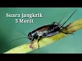 SUARA JANGKRIK mp3