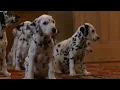 Download Lagu 101 dalmatians - collar scene