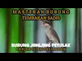 Download Lagu MASTERAN BURUNG JINGJING PETULAK❗ MASTERAN PAGI MALAM VIDEO BERJEDA BIKIN BURUNG TIDAK STRES 