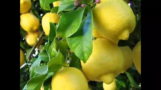 ليمونة علليمونة شم ة والله غناء محمد خيري 