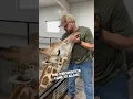 This chiropractor did an adjustment on a giraffe