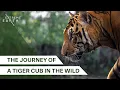 A Father s Legacy in the Tiger Kingdom Forest Tigers