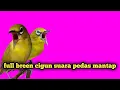 Download Lagu pleci gacor nembak breen ciblek gunung cigun