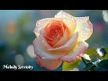 Download Lagu I cried when I heard this song Sing it🌺Melodies of the soul🌿The best melodies of Sergey Grischuk