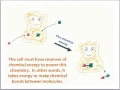 Cell structure function part 3
