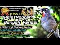 Download Lagu Masteran Burung Luar Negeri Suara Unik Asli HD AUDIO - Siberian Rubythroat (Luscinia calliope)