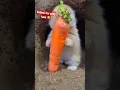 Download Lagu 🥰Imut dan Lucu Banget Anakan kelinci makan wortel 🥕 ASMR #short #kelinci #lucu