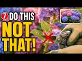 Before August Ends 7 Hydrangeas Tasks You MUST Do for Nonstop Blooms