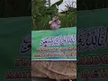 Download Lagu Keranda mayat kelihatan kepalanya