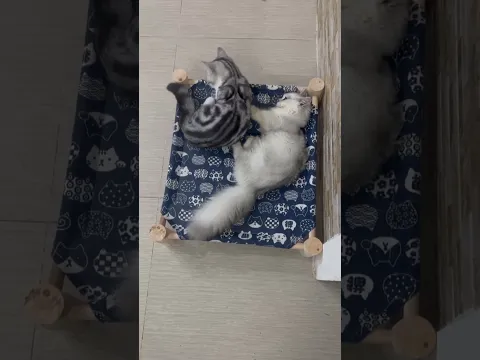 Baby cats take care of each other 😻❤️