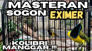 masteran sogon materi kolibri manggar korlap sejalur 100 jernih 