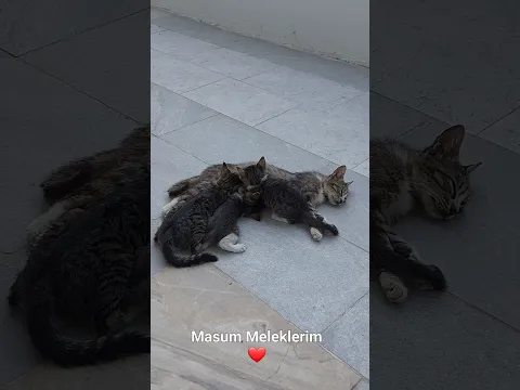 #animals Masum Günahsız Meleklerim❤️❤️