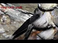 Download Lagu SUARA BURUNG WALET 🐦INAP TARIK ANAK❗