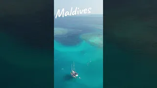 🐬Maldives magic in every frame 🪸